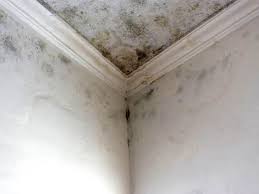 Best Real Estate Mold Inspection  in Morn, GA